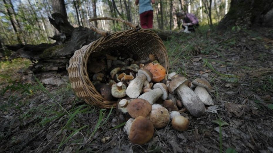 В Воронежской области 3 взрослых и 12-летняя девочка пошли за грибами и заблудились в лесу