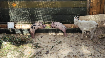 Панинцы передали участникам СВО для разведения 7 козлят