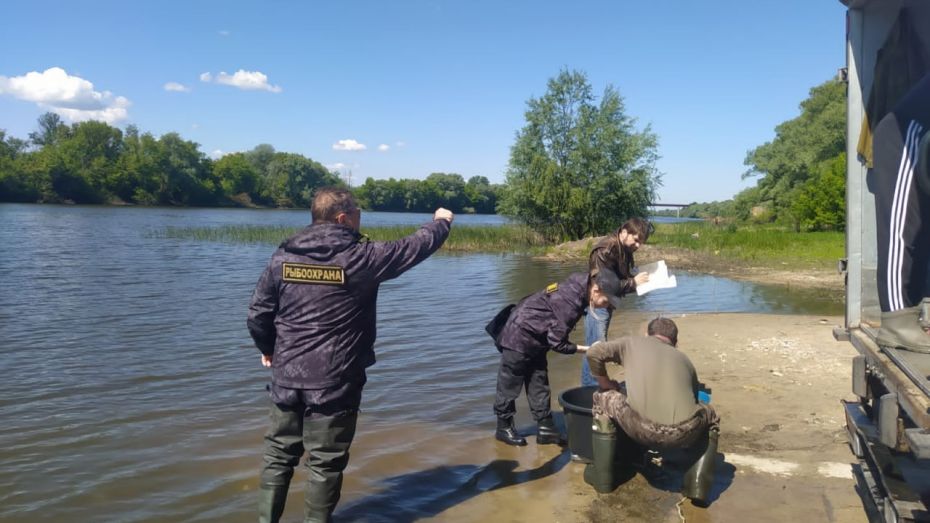 В Воронежской области выпустили 6,6 тыс мальков толстолобика в реку Дон