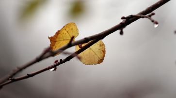 Холодная и дождливая погода установится в Воронеже в выходные