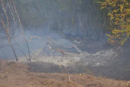 Инженер из «Воронежэнерго» ответит в суде за лесной пожар с ущербом на 3,3 млн рублей