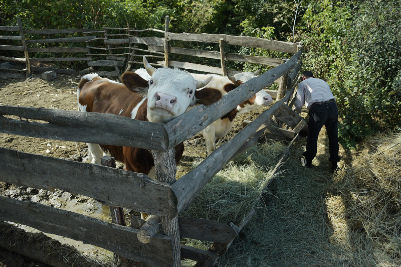 поселок в Таловском районе коровы